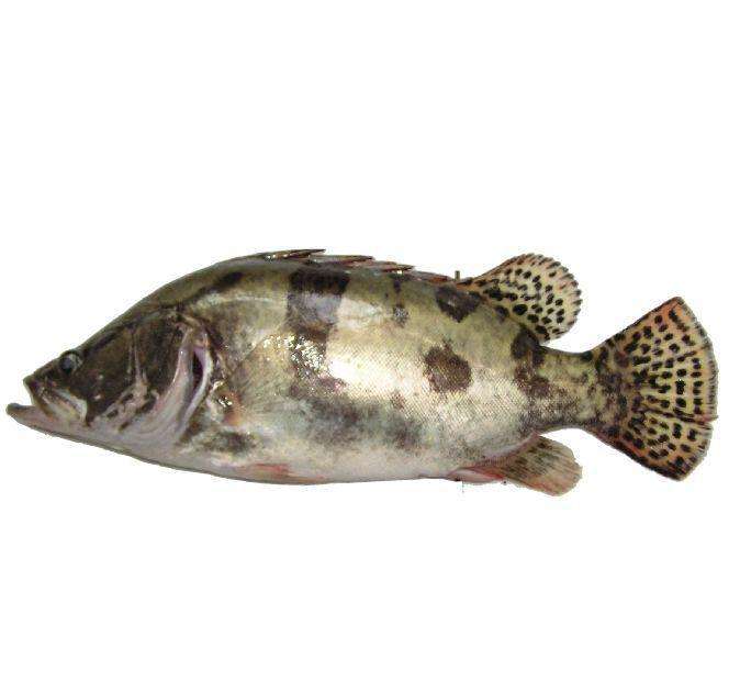 桂花魚(yú).jpg