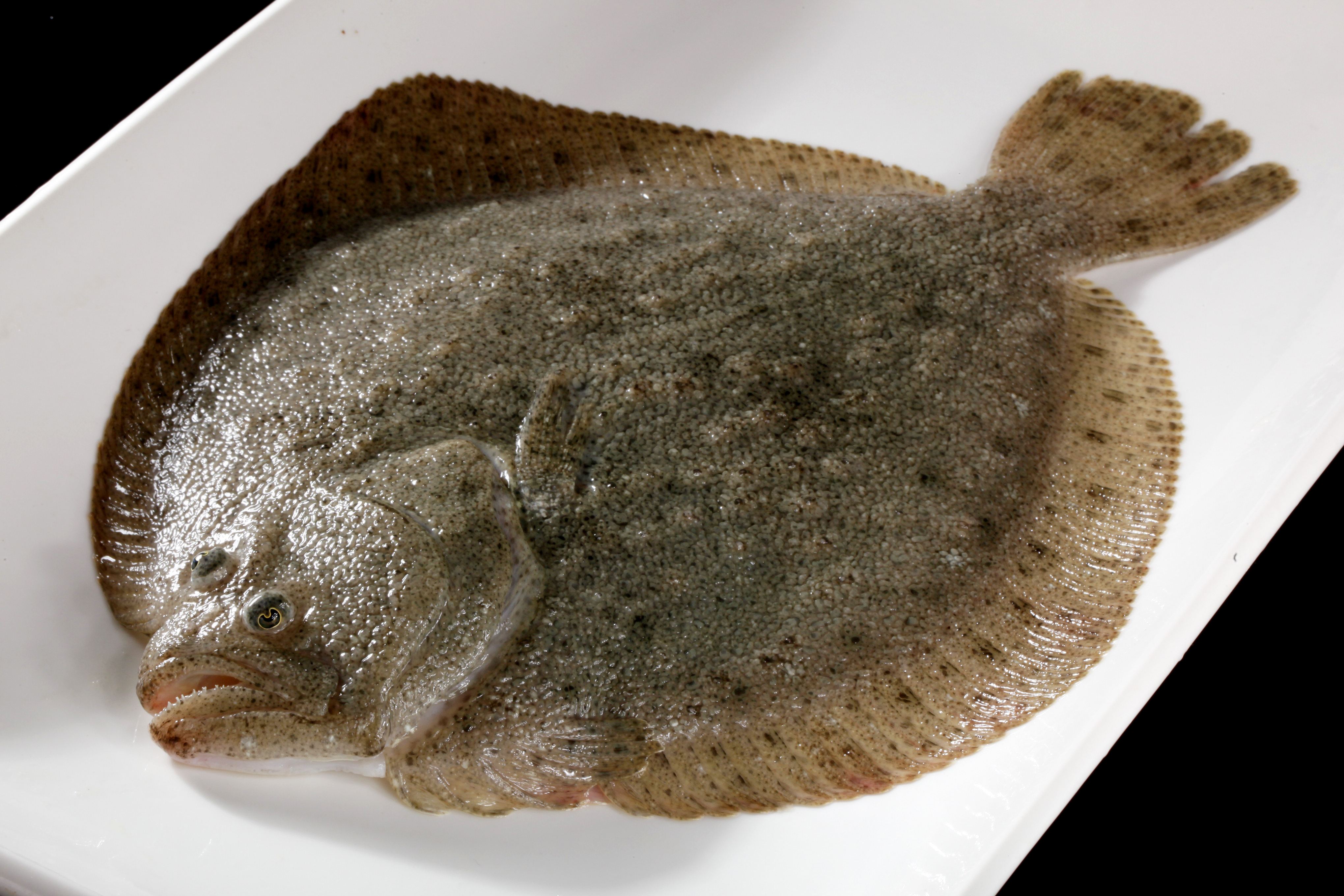 多寶魚(yú)