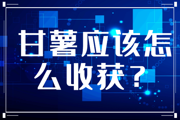 甘薯應該怎么收獲？