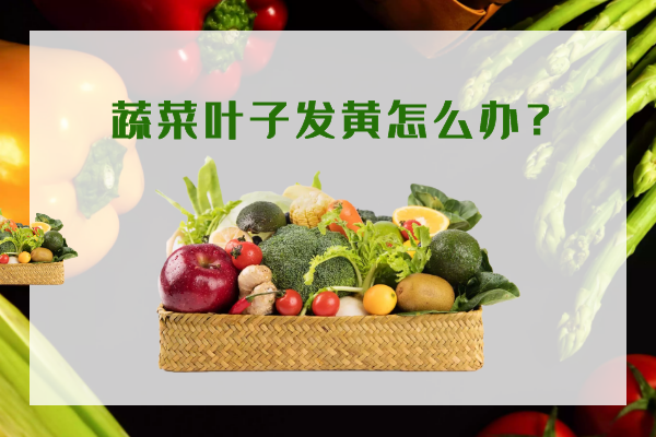 蔬菜葉子發(fā)黃怎么辦？